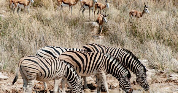 Tourisme / Diaporama. Namibie : des paysages magnifiques à découvrir en safari
