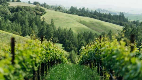 Joseph Phelps : l'excellence des vins californiens