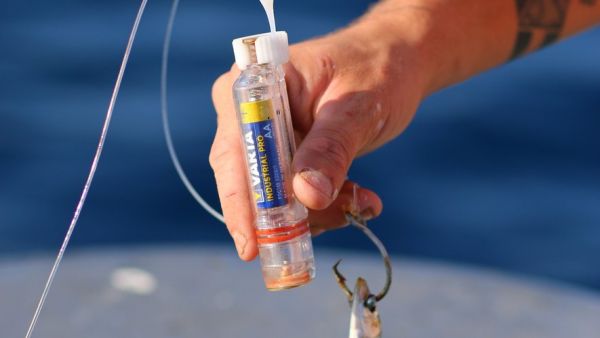 Méditerranée : comment nos pêcheurs testent des solutions pour éviter les prises accidentelles de requins et de raies