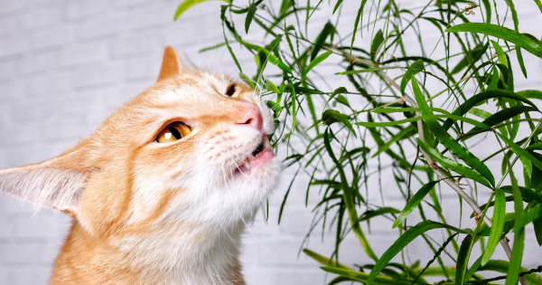 Attention, ces 9 plantes d'intérieur sont toxiques pour les chats