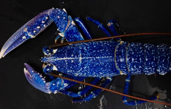 Vendée : Sauvé de la casserole, un rarissime homard bleu sera relâché en mer