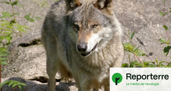 « Indignées » par le Plan loup, des ONG quittent le Groupe national loup