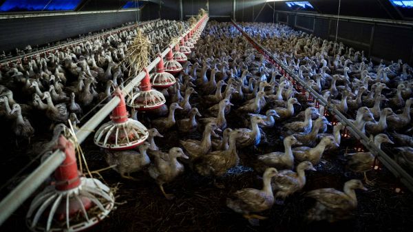 Grippe aviaire : un premier foyer dans un élevage en France dans le Morbihan, risque relevé à "modéré"