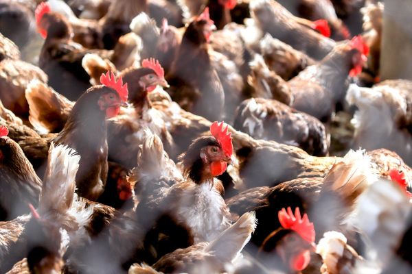 Faut-il s'inquiéter de la découverte d'un foyer de grippe aviaire dans le Morbihan ?