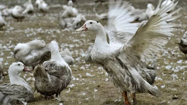 Grippe aviaire en France: risque relevé à "élevé", "plusieurs foyers" détectés