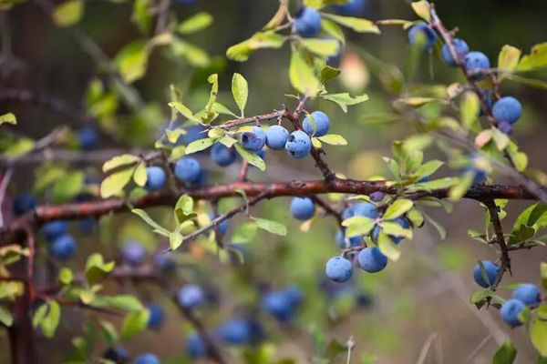 Récoltez l’Éclat Bleu : Cultiver des Myrtilles dans Votre Jardin en Toute Simplicité