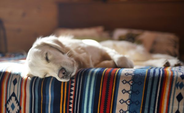 Les animaux peuvent-ils aussi avoir des troubles du sommeil?