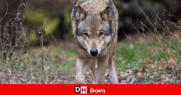 Voici la technique totalement insolite pour effrayer les loups aux Pays-Bas