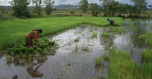Cambodge : Un projet de compensation carbone viole les droits d'une communauté autochtone