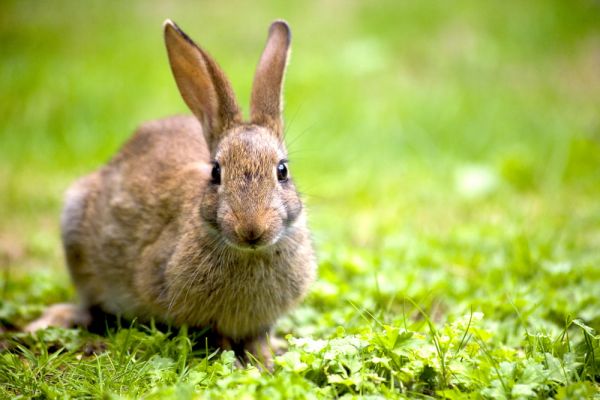 Comment protéger naturellement nos cultures des dégâts de lapins ?