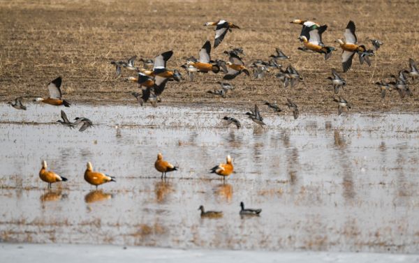 Photos Chine : oiseaux migrateurs en Mongolie int�rieure