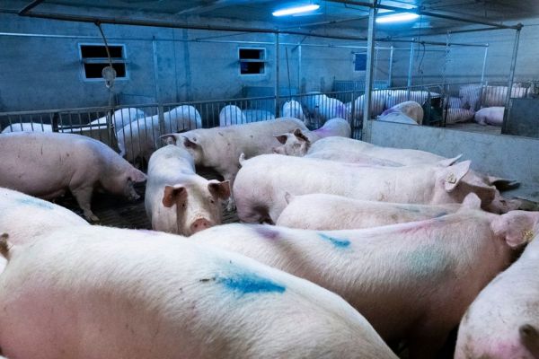 Coups de tournevis, dents arrachées à la tenaille... la maltraitance animale au coeur du procès d'un élevage de porcs en Bourgogne