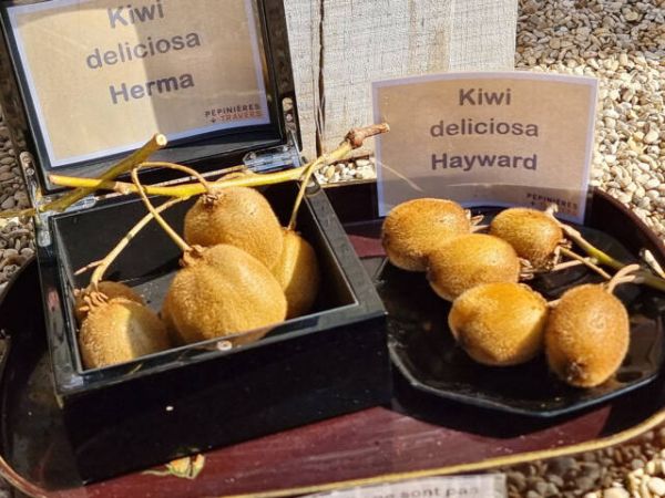 Kiwi autofertile ‘Herma' (Actinidia deliciosa ‘Herma')