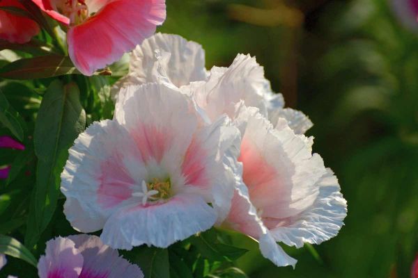 Le godetia ou clarkia : une annuelle aux fleurs de satin