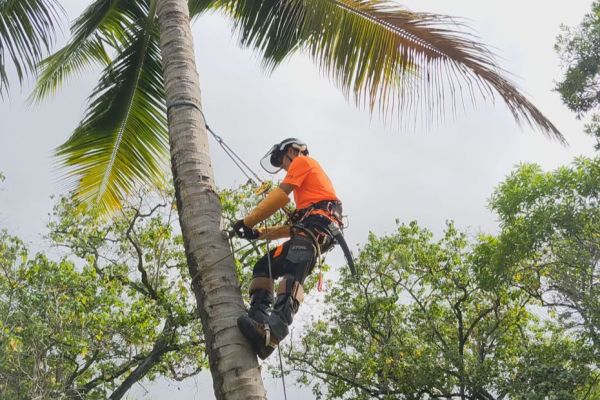 Avant de "grimper de cocotier" à Taiohae, il faut d'abord se former à la sécurité