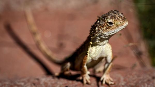 L'Australie tente de sauver ses derniers "dragons sans oreilles"