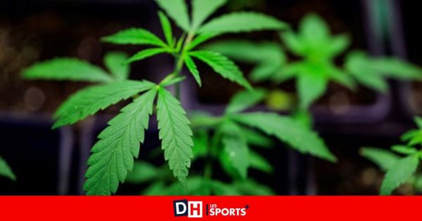 Jusqu'à 30 mois de prison et 80.000 euros d'amende pour deux plantations de cannabis à Dison et Herstal