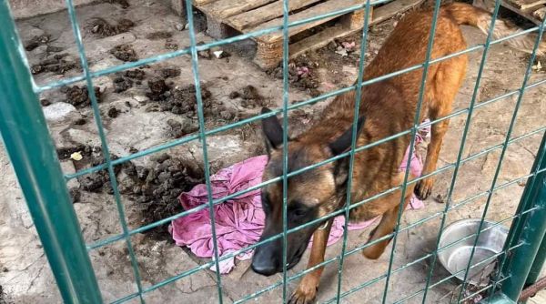 Maltraitance animale : sept mois de prison avec sursis pour un couple d'Aubagnais