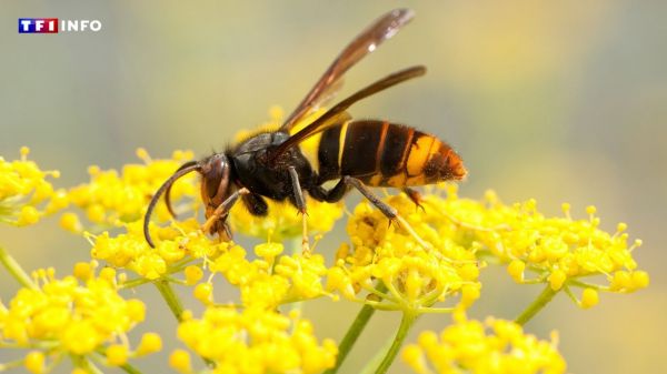 "Il faut que la population nous aide !" : l'appel des apiculteurs à piéger les frelons asiatiques | TF1 INFO
