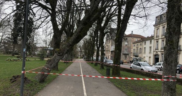 Vosges. Épinal : un arbre déraciné au parc du Cours par le coup de vent