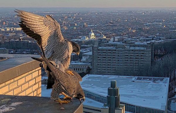 Le retour du printemps pour les faucons de l'Université de Montréal