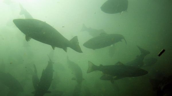 États-Unis: près de 77000 saumons miraculeusement rescapés d'un accident de la route en Oregon