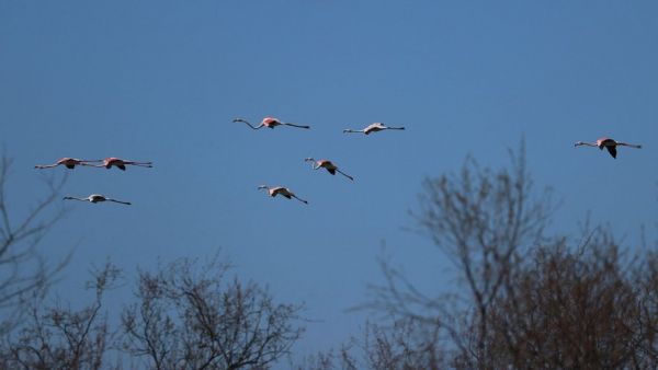 Réchauffement climatiques, activités humaines... pourquoi les oiseaux migrateurs désertent le ciel albanais ?