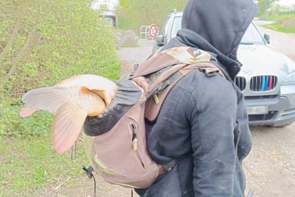 Loire-Atlantique: Une association de chasseurs vent debout contre le braconnage de carpes