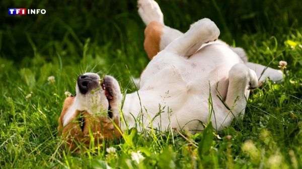 Ces dangers qui guettent votre chien au printemps | TF1 INFO
