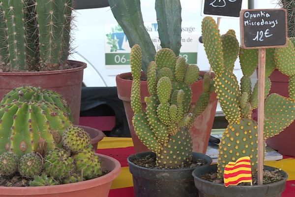 Prades : le cactus, nouvelle star de la foire aux plantes
