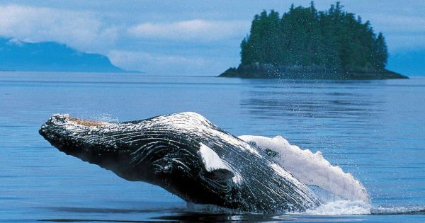 Animaux. Des chercheurs réussissent à « discuter »... avec une baleine à bosse