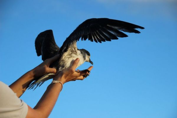 Echouage massif de jeunes pétrels de Barau à Cilaos, une partie des oiseaux relâchés