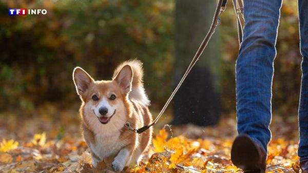 750 euros d'amende pour promener son chien sans laisse en forêt : "Je ne savais pas que c'était aussi salé" | TF1 INFO