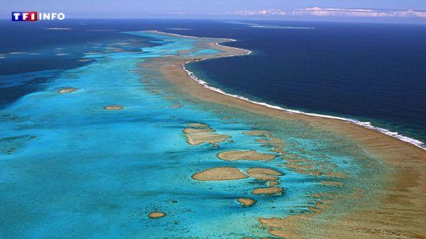 "Notre océan" : plus de 10 milliards de dollars promis pour aider à sauver les paradis bleus | TF1 INFO