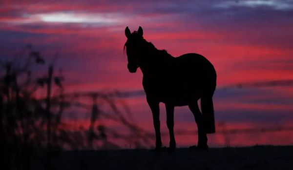 Plus de 500 chevaux découverts morts sur une propriété, une enquête est en cours en Australie