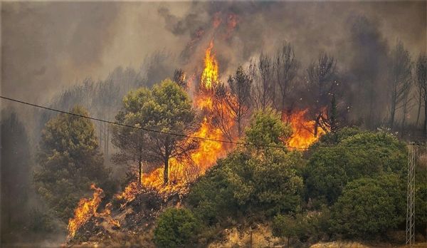 Bargou : un incendie détruit 1,5 hectare de pins d'Alep