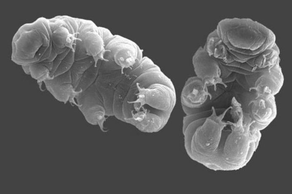 On sait enfin comment les tardigrades survivent aux radiations extrêmes ☢️