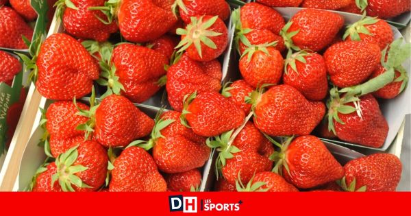 Namur : les premières fraises attendues autour du 1er  mai