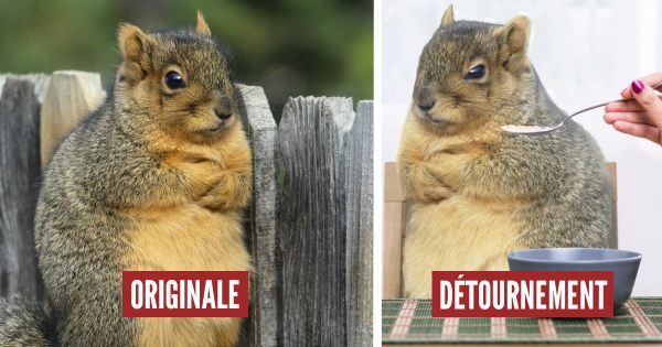 Photoshop Battle : cet écureuil les bras croisés déchaîne les internautes