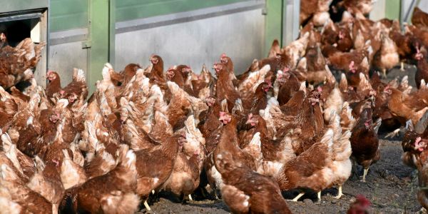 L'OMS s'inquiète de la propagation d'une nouvelle souche de grippe aviaire à l'homme