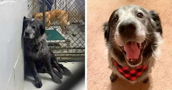 Ce chien abandonné et blessé ne peut s’empêcher de sourire lorsqu’il réalise qu’il va être adopté par une famille