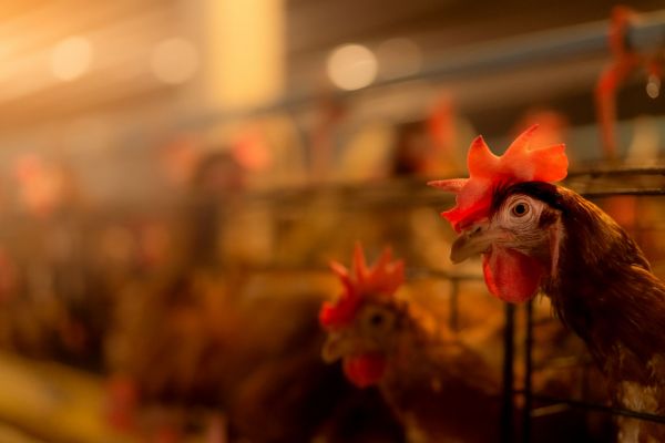 Grippe aviaire : la transmission à l'Homme, une « préoccupation majeure » pour l'OMS