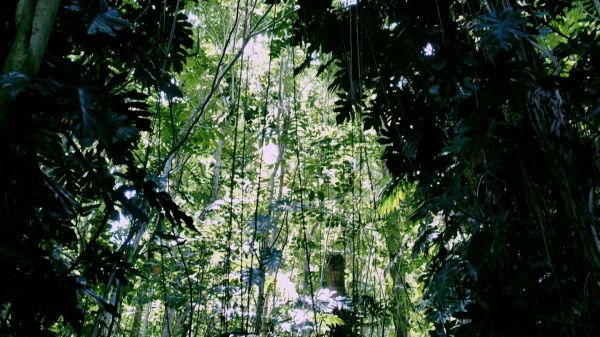 Les sentiers de la première forêt éducative polynésienne officiellement ouverts