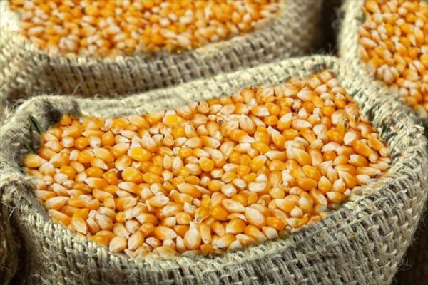 Hausse du prix du maïs au Bénin : les explications du ministre de lAgriculture (aCotonou.com)