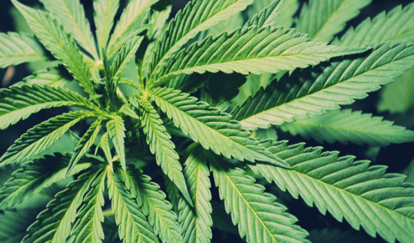 Monastir : arrestation d’un individu cultivant de la marijuana sur sa propriété