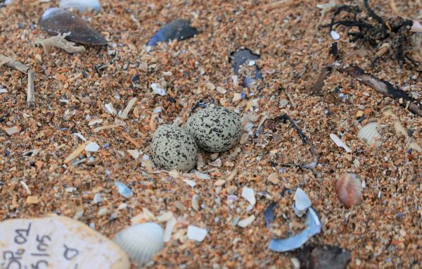 « Certains sont piétinés... » Attention aux œufs (invisibles) pondus sur les plages