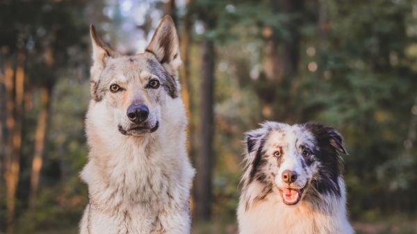 Les chiens peuvent-ils se reproduire avec les loups ?