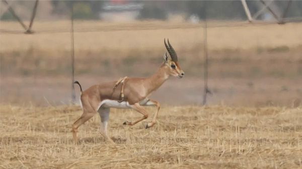 Une rare gazelle à 6 pattes observée dans une réserve naturelle en Israël