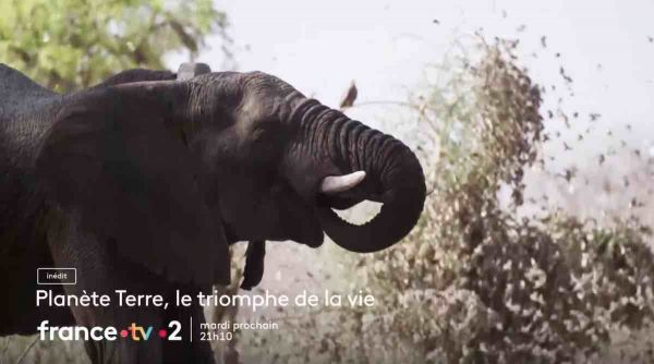 « Planète Terre, le triomphe de la vie » : le documentaire ce soir sur France 2 (23 avril 2024)