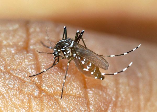 Dengue : record de cas importés en France métropolitaine, vigilance avant les Jeux olympiques